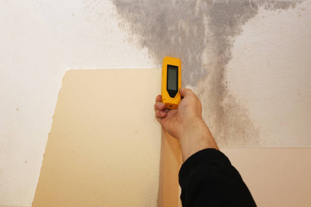 Best Mold Prevention Services  in Ricardo, TX