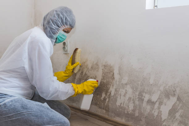 Best Mold Remediation for Healthcare Facilities  in Ricardo, TX