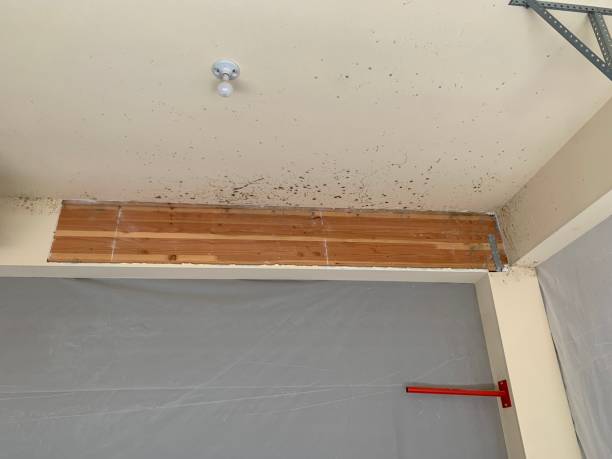 Best Mold Documentation for Insurance Claims  in Ricardo, TX