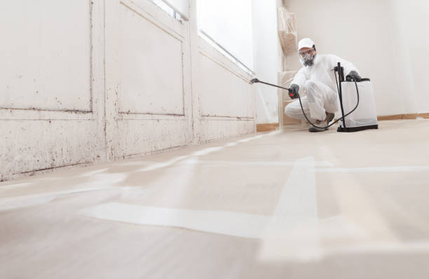 Best Mold Odor Removal Services  in Ricardo, TX