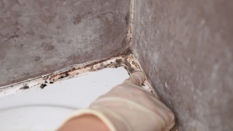 Best Mold Removal for HVAC Installations  in Ricardo, TX